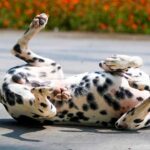 cuanto-cuesta-un-dalmata