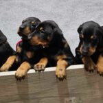 cuanto-cuesta-un-doberman