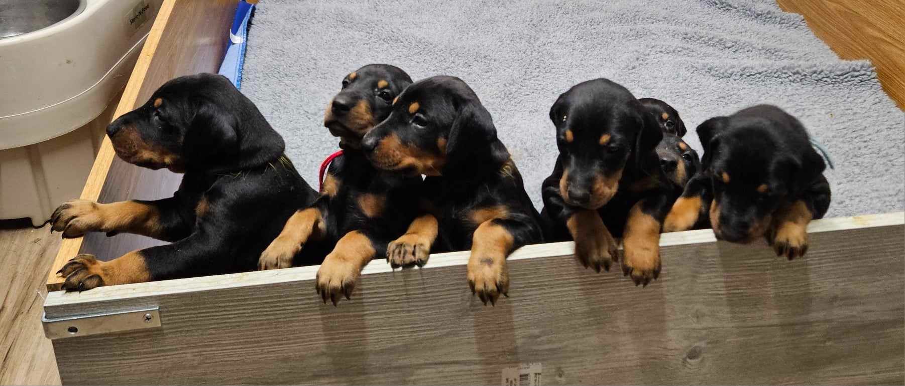 Blog 2 cuanto cuesta un doberman