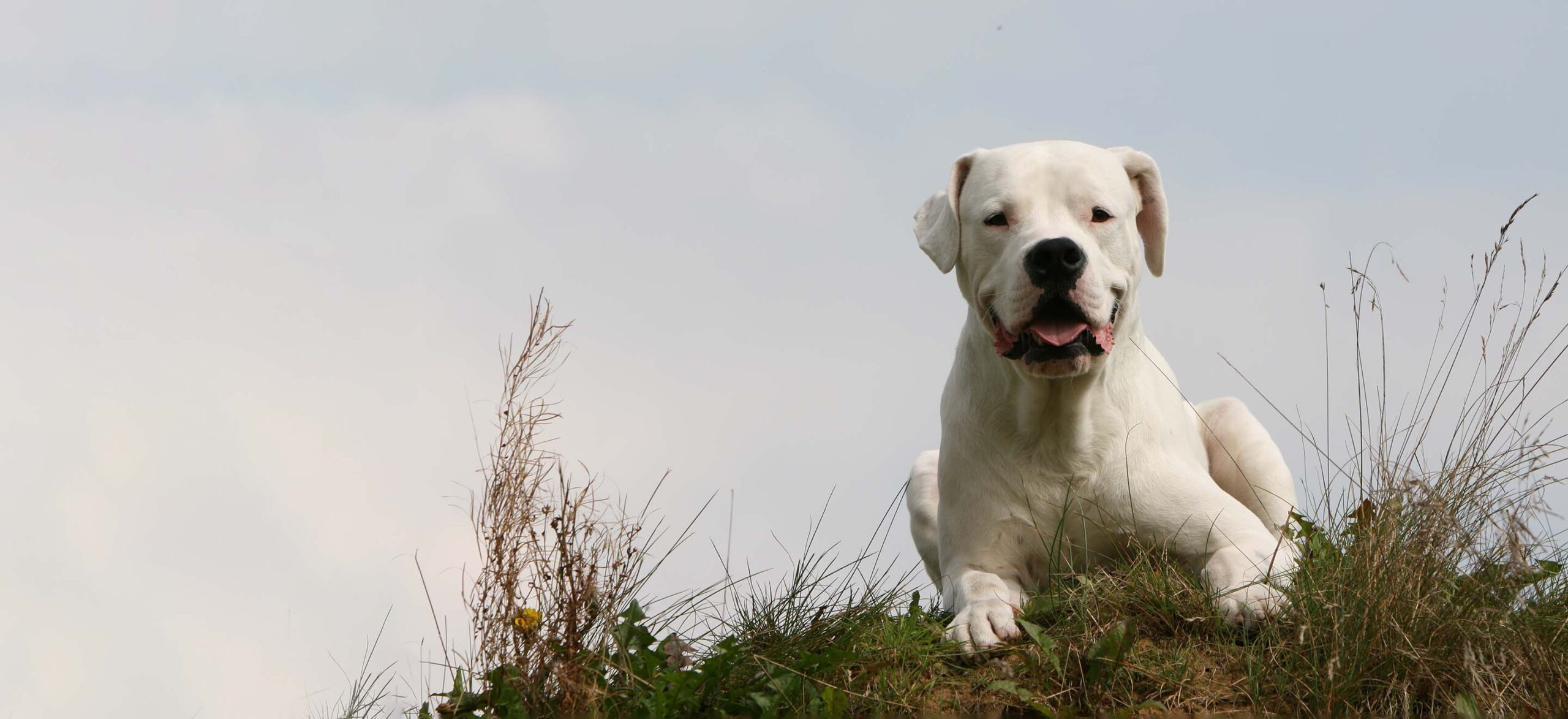 cuanto cuesta un dogo argentino scaled