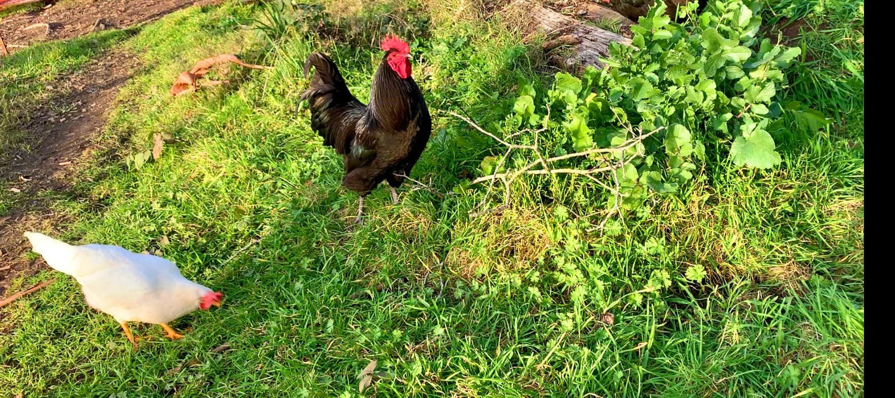 cuanto cuesta un gallo giro