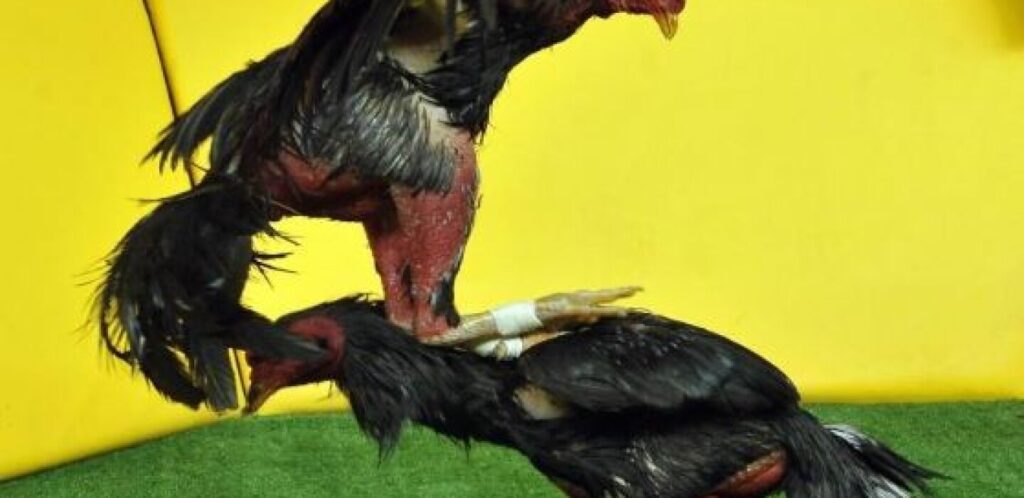 cuanto cuesta un gallo normal