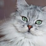 cuanto-cuesta-un-gato-angora