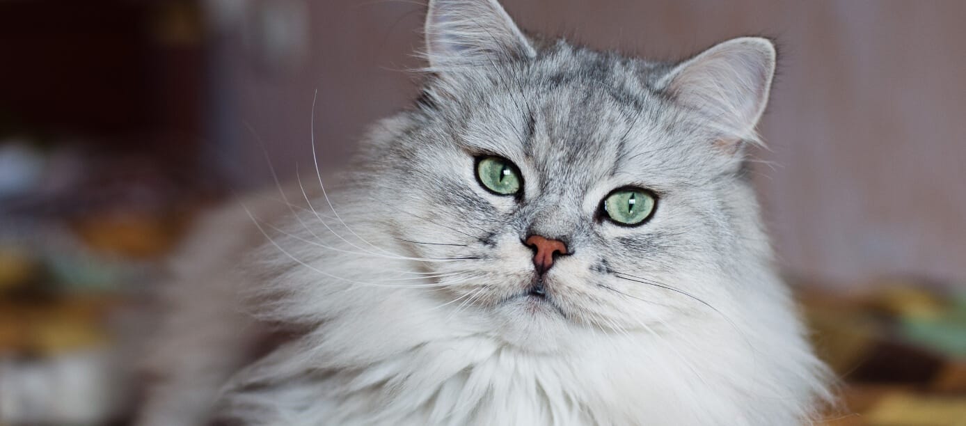 Blog 4 cuanto cuesta un gato angora