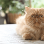 ¿Cuánto cuesta un gato persa? cuanto-cuesta-un-gato-persa