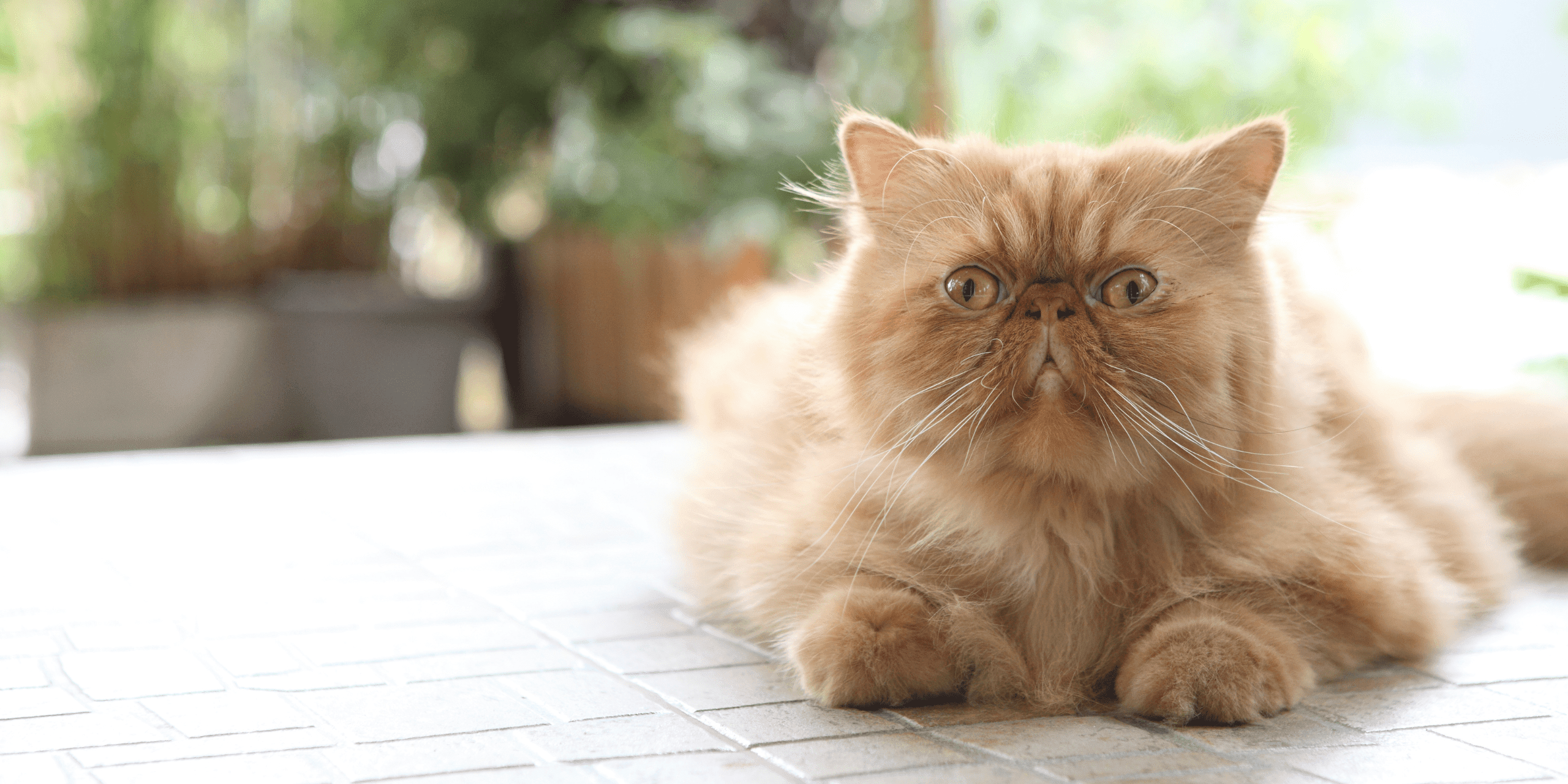 cuanto cuesta un gato persa
