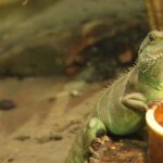 ¿Cuánto cuesta un gecko? cuanto-cuesta-un-gecko