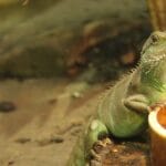 cuanto-cuesta-un-gecko-leopardo