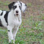 cuanto-cuesta-un-gran-danes