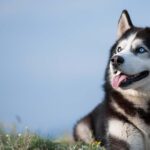 cuanto-cuesta-un-husky-bebe