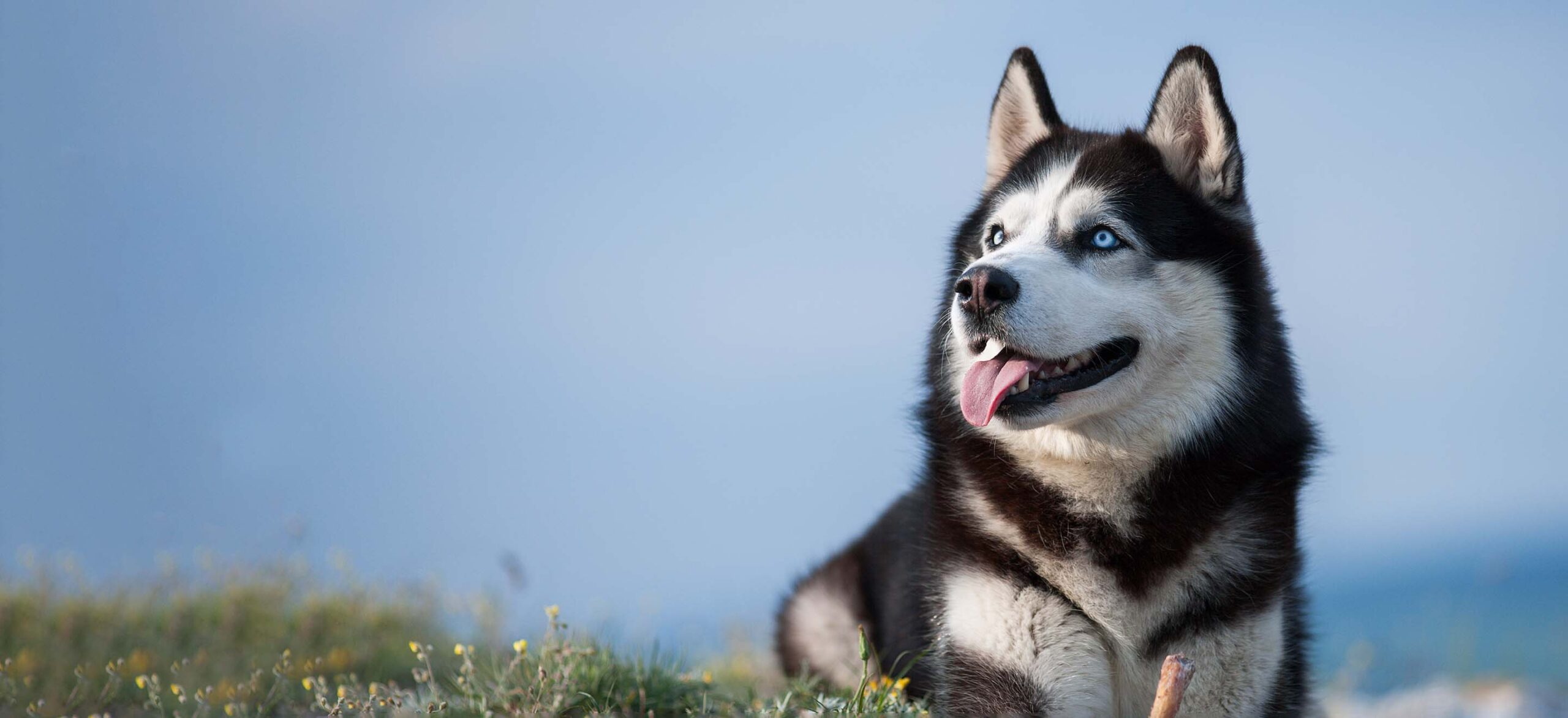 cuanto cuesta un husky bebe scaled