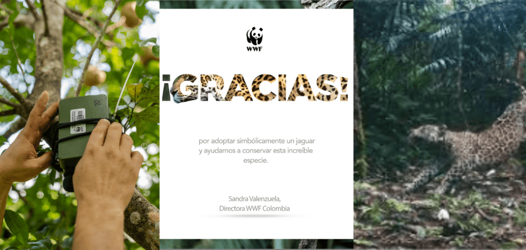 cuanto cuesta un jaguar bebe