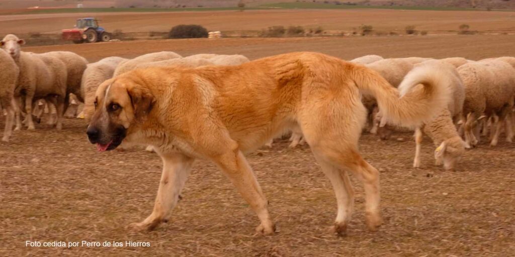 ¿Cuánto cuesta un kangal turco? 2 cuanto cuesta un kangal turco