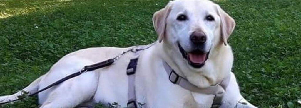 cuanto cuesta un labrador