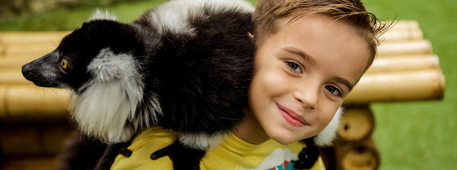 cuanto cuesta un lemur