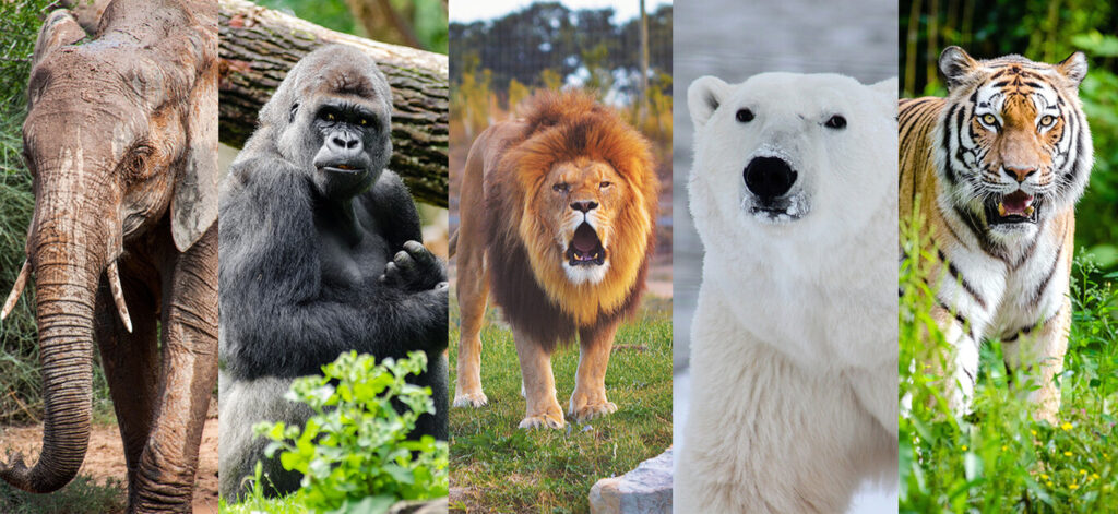 cuanto cuesta un leon blanco