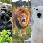 cuanto-cuesta-un-leon-blanco