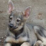 cuanto-cuesta-un-lobo