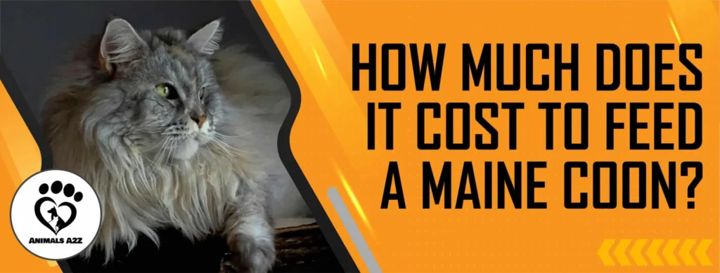 ¿Cuánto cuesta un Maine Coon? 2 cuanto cuesta un maine coon