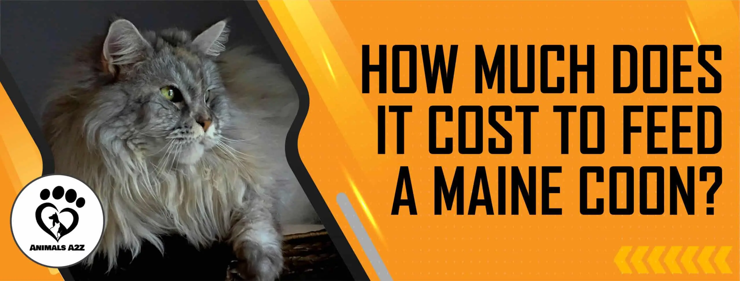 cuanto cuesta un maine coon