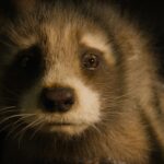 cuanto-cuesta-un-mapache