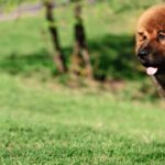 cuanto-cuesta-un-mastin-tibetano