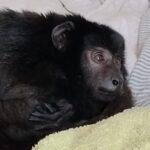 cuanto-cuesta-un-mono-arana