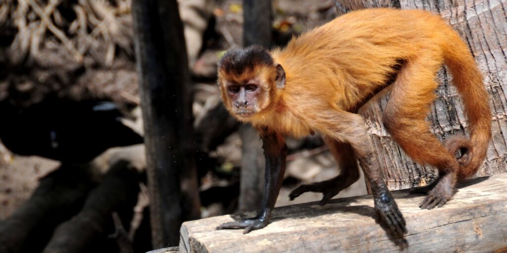 cuanto cuesta un mono capuchino