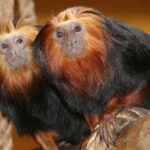 cuanto-cuesta-un-mono-titi