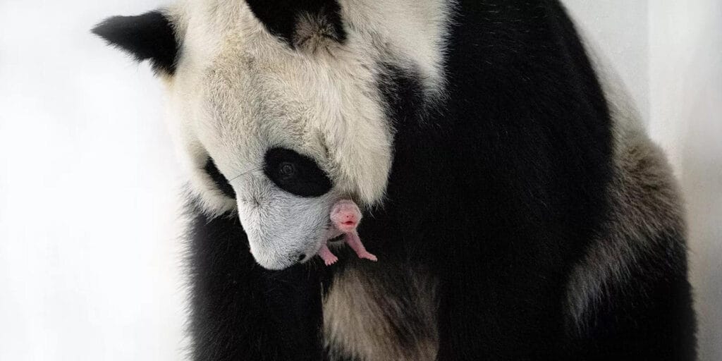 ¿Cuánto cuesta un panda? 2 cuanto cuesta un panda