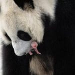 cuanto-cuesta-un-panda