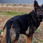cuanto-cuesta-un-pastor-aleman