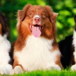 cuanto-cuesta-un-pastor-australiano