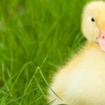 cuanto-cuesta-un-pato-bebe