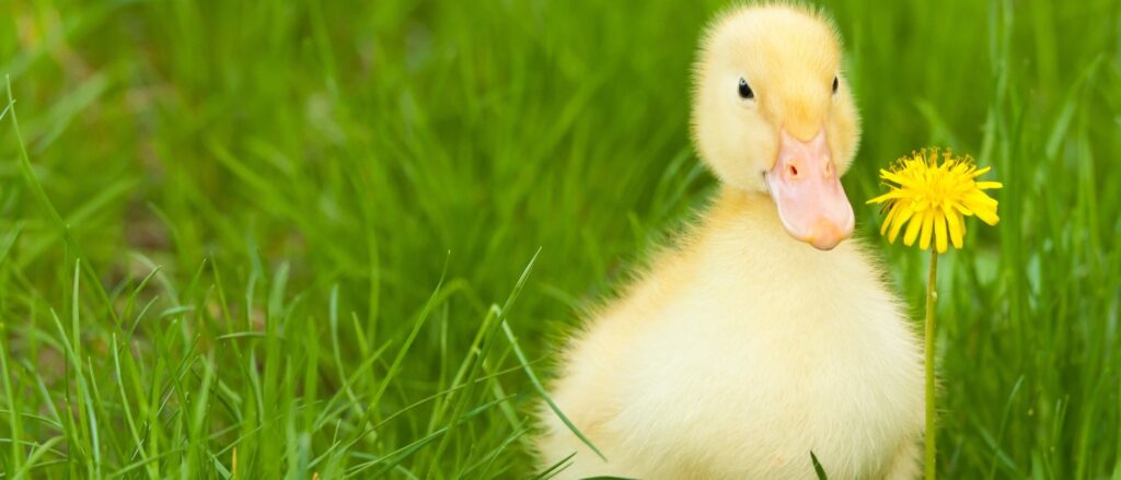 cuanto cuesta un pato mascota