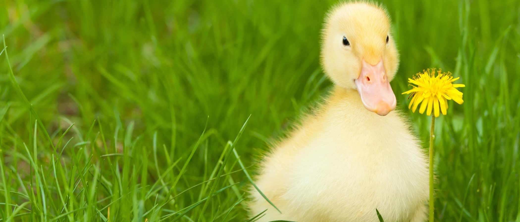 Blog 4 cuanto cuesta un pato mascota