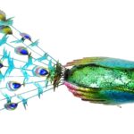 cuanto-cuesta-un-pavo-real