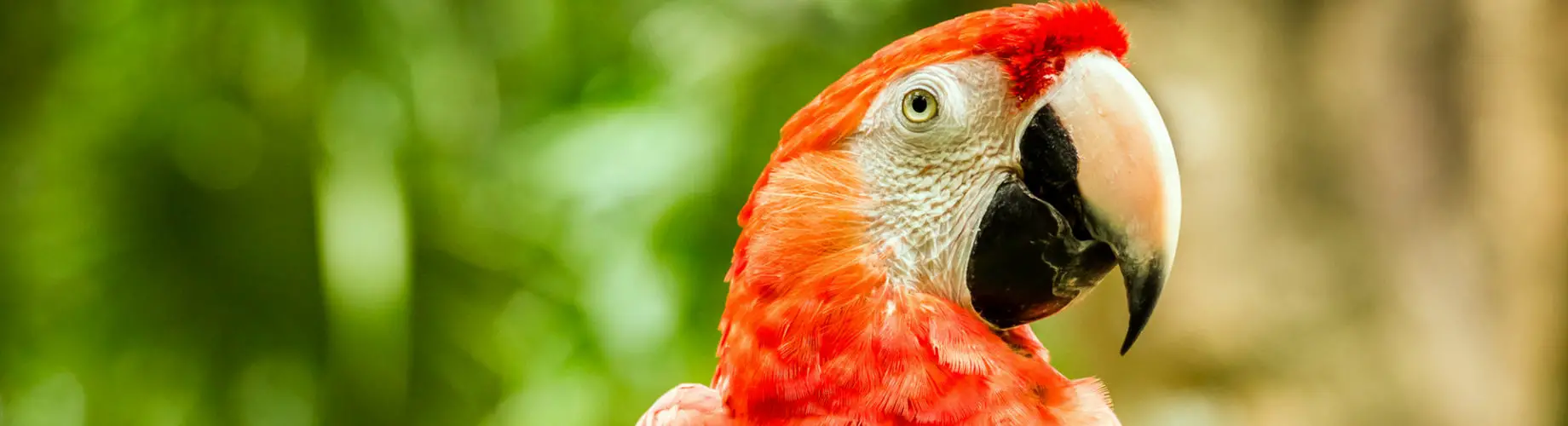 cuanto cuesta un perico australiano