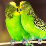 ¿Cuánto cuesta un perico verde? cuanto-cuesta-un-perico-verde