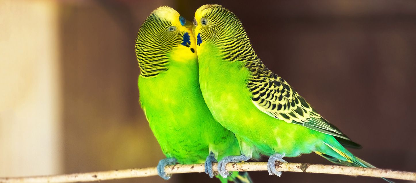 cuanto cuesta un perico verde