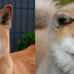 cuanto-cuesta-un-perro-akita