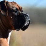 ¿Cuánto cuesta un perro boxer? cuanto-cuesta-un-perro-boxer