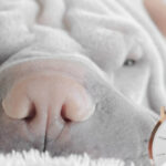 cuanto-cuesta-un-perro-chino