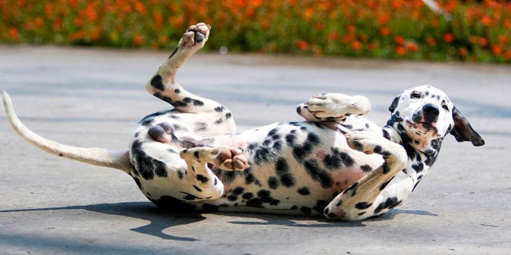 cuanto cuesta un perro dalmata