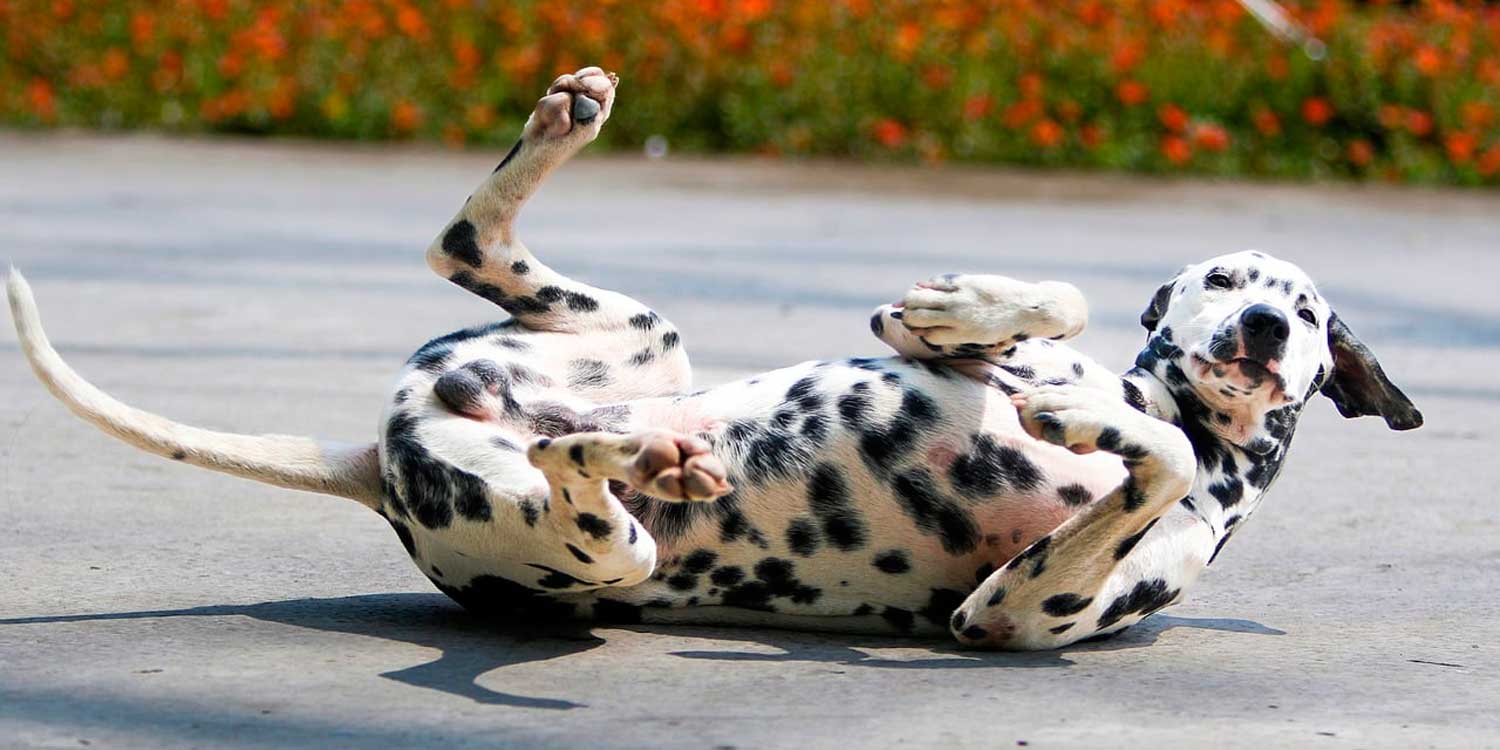 cuanto cuesta un perro dalmata
