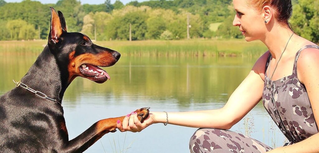 ¿Cuánto cuesta un perro doberman? 2 cuanto cuesta un perro doberman