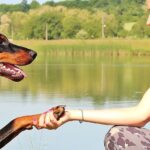 cuanto-cuesta-un-perro-doberman