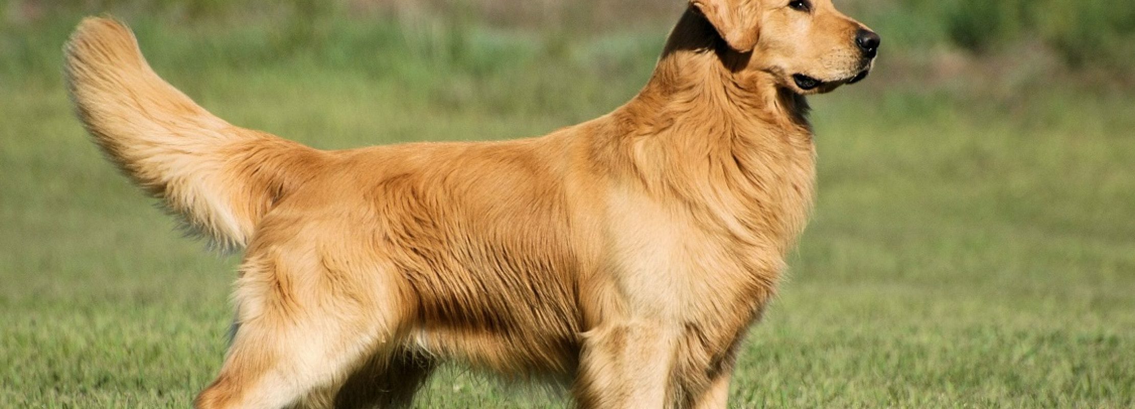 cuanto cuesta un perro golden