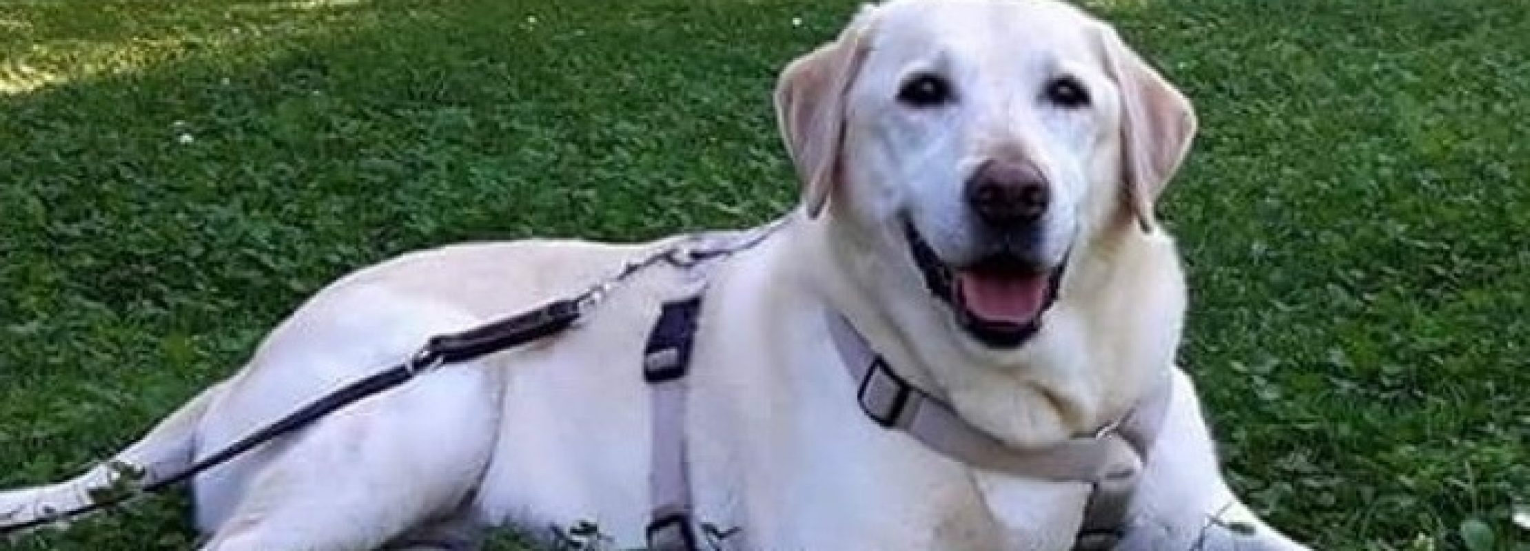 Blog 12 cuanto cuesta un perro labrador