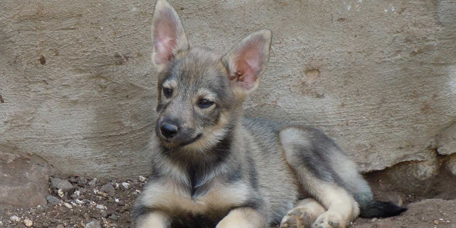 cuanto cuesta un perro lobo